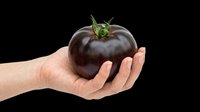 Hand holding a dark purple heirloom tomato, isolated on transparent background. Ready for print on demand, stickers, clipart, T-shirt design, and sublimation use.