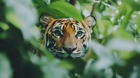 Bengal tiger peering through lush green foliage, close-up portrait showing intense blue eyes and distinctive striped markings against blurred tropical leaves.