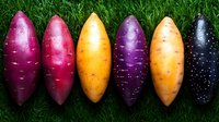 Colorful variety of raw sweet potatoes lined up on green grass showing purple, yellow, orange and dark cultivars. Fresh organic root vegetables.