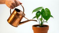 Hand watering a green tropical houseplant in a terracotta pot using a copper watering can on a light background.