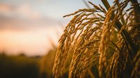 Golden rice grains ready for harvest in warm sunset light creating agricultural abundance scene for farming and food production concepts.