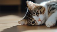 Adorable tabby and white cat lying on wooden surface in soft natural lighting, looking directly at camera with bright eyes and relaxed expression.