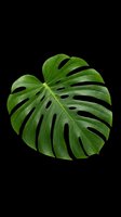 Monstera leaf isolated on transparent background, ready for t-shirt design, clipart, stickers, sublimation and print-on-demand projects.
