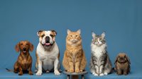 Group of adorable pets sitting in row on blue background including dachshund, bulldog, orange tabby cat, maine coon kitten and pug puppy for veterinary care.