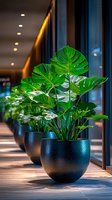 Vibrant monstera deliciosa plants in modern black planters along hallway with warm lighting and glass walls, creating luxurious office or hotel interior atmosphere.