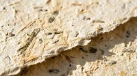 Handmade natural paper texture with organic fibers and seeds embedded in cream colored surface for eco-friendly craft and design projects.