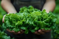 Fresh green curly kale leaves held in farmer hands against garden background, organic produce harvest showing texture and natural vegetable detail.