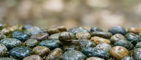Small snail crawling across colorful wet river stones and pebbles in natural outdoor setting with shallow depth of field creating peaceful zen atmosphere.