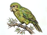 Green parakeet perched on branch with foliage, isolated on white background. Suitable for wildlife illustrations, educational materials, nature designs, and print applications.
