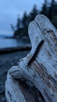 Weathered driftwood log with detailed texture on lakeside shore during blue hour twilight with evergreen forest background for nature and outdoor themes.