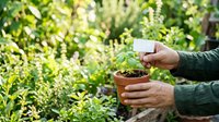Close-up of gardener's hands holding small potted seedling with green foliage background, suitable for gardening, horticulture, and environmental content.