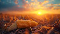 Golden ripe corn cob lying in field at sunset, dramatic orange sky and sun rays illuminate agricultural landscape, farm harvest season background.