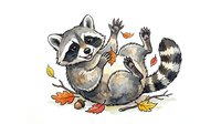 Playful raccoon lying on back with paws raised surrounded by autumn leaves, isolated on white background for design use.