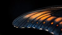 Macro shot of dark butterfly wing with glowing orange spots and delicate texture against black background, showcasing natural patterns and iridescent details.