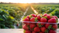 Fresh ripe strawberries in plastic container on wooden table with strawberry field and golden sunset light in background for healthy eating concepts.