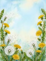 Watercolor dandelion frame with yellow blooms and white seed heads on soft blue-green background, copy space for greeting cards and prints.