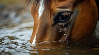 Close-up of chestnut horse drinking water, showing detailed eye and rippled water surface reflection, highlighting natural animal behavior in tranquil moment.