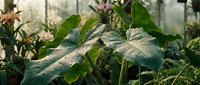 Young plant leaves covered with morning dew droplets in a greenhouse environment, suitable for gardening, agriculture, and botanical content.