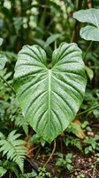 Lush green heart-shaped leaf with water droplets in tropical garden setting, surrounded by ferns and foliage. Perfect for nature, gardening, and botanical design projects.