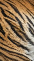 Close-up of tiger fur texture showing distinctive black stripes on orange and white coat. Detailed view of animal fur pattern for wildlife, nature, and texture design projects.