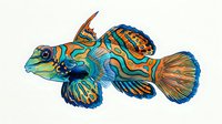 Colorful mandarin fish with vibrant blue, orange, and green patterns isolated on white background, suitable for marine design projects and educational materials.