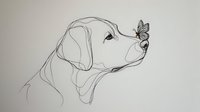 Minimalist line drawing of Labrador dog profile with butterfly landing on nose, simple black contour sketch on white background for wall art and prints.