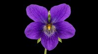Purple violet flower with detailed petals isolated on transparent background, ready for t-shirt design, stickers, clipart, print on demand, and sublimation projects.