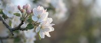 Delicate white apple blossoms on branch with soft bokeh background, perfect for spring themes, nature photography, and seasonal marketing materials.