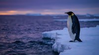 Adelie penguin standing on icy shore at twilight with frozen ocean and icebergs in background, Antarctic wildlife scene for nature and travel content.