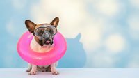 Small dog wearing oversized eyeglasses and bright pink inflatable ring float against blue sky background. Humorous pet portrait for greeting cards, social media, advertising, and entertainment content.
