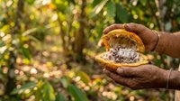 Farmer hands holding open cacao pod revealing white beans inside, tropical plantation agriculture and cocoa production for chocolate manufacturing and food industry.