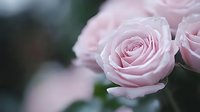Delicate pink roses in soft focus with blurred dark background showcase romantic floral beauty. Gentle petals create dreamy atmosphere for wedding and Valentine designs.
