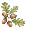 Autumn oak branch with acorns and leaves isolated on white background for seasonal design projects and nature-themed decorations.