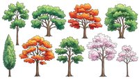 Collection of cartoon trees with colorful foliage in different seasons isolated on white background for nature design projects.