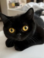 Close up portrait of black cat with bright yellow eyes looking directly at camera against light background, showing curious expression and soft fur texture.