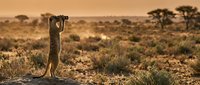 Meerkat standing upright on hind legs in alert pose on rocky outcrop in African savanna landscape with acacia trees and golden sunset lighting.