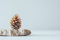 Single pine cone standing on birch wood slice against minimal light background, natural organic decor for seasonal home styling.