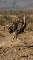 Young emu running across dusty outback terrain with dramatic cloudy sky in background, showcasing Australian wildlife in natural habitat.