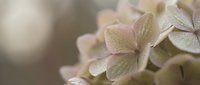 Soft pink hydrangea flowers in gentle morning light creating dreamy botanical background for wedding invitations and romantic design projects.
