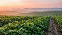 Soybean field at sunrise with rows of green crops stretching across agricultural landscape, misty morning atmosphere, rural farming scene for agricultural and nature content.