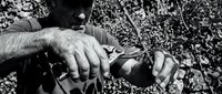 Senior male craftsman with weathered hands working with traditional woodcarving tools outdoors, demonstrating skilled manual labor and artisanal craftsmanship techniques.