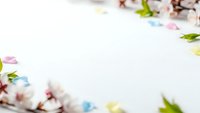 Spring cherry blossom branches with colorful Easter eggs on white background. Seasonal holiday decoration with copy space for text and design projects.