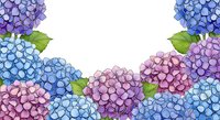 Watercolor hydrangea flowers frame border in purple, pink and blue tones with green leaves on white background for spring garden design projects.