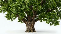 Majestic oak tree with lush green foliage and thick brown trunk isolated on white background for environmental and nature design projects.