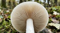 Wild mushroom with detailed gills growing in forest floor among moss and fallen leaves. Natural fungi specimen showing intricate lamellae structure.