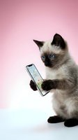 Siamese kitten with blue eyes holding smartphone displaying colorful app interface against pink background. Cute pet using mobile technology.