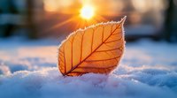 Delicate autumn leaf with frost crystals resting on fresh snow, backlit by warm sunrise light creating ethereal glow through translucent veins and edges.