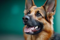 German Shepherd dog with alert expression and open mouth against turquoise background, suitable for pet care, training, and animal-related design projects.
