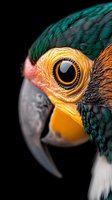 Colorful parrot close-up portrait showing detailed eye and beak feathers on black background for wildlife photography and tropical bird designs.