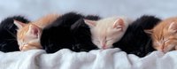 Adorable newborn kittens sleeping in a row on white blanket, mixed colors of ginger, black and cream fur, showing peaceful napping poses in natural light.